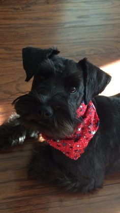 a small black dog wearing a red bandana on top of a hard wood floor