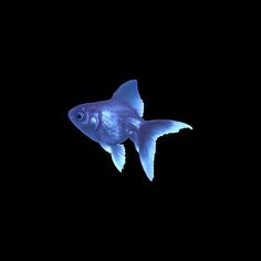 a blue fish is swimming in the dark water with it's head turned to the side