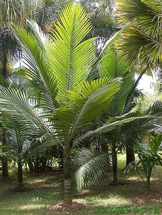 palm trees in the middle of a grassy area with lots of green leaves on them