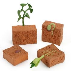 four clay blocks with plants growing out of them