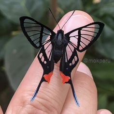 a small black and red butterfly sitting on someone's finger