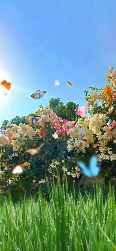 butterflies flying in the air over some flowers and grass on a sunny day with blue sky