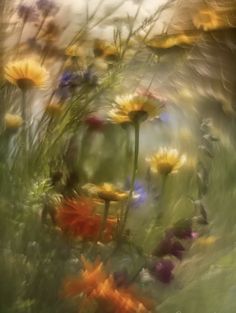 an abstract photograph of wildflowers and other flowers