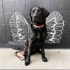 a black dog sitting in front of a wall with wings on it's back