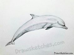 a drawing of a dolphin jumping in the air