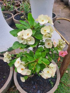 a potted plant with white flowers and green leaves on the ground next to other pots