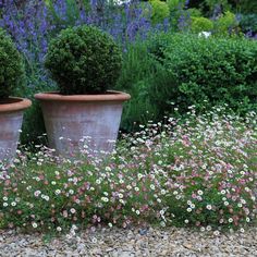 two large potted plants sitting next to each other on top of a gravel ground