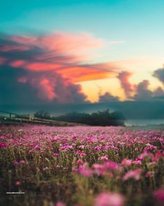 a field full of purple flowers under a cloudy sky with pink clouds in the background