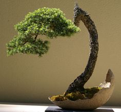 a bonsai tree is shown in this image