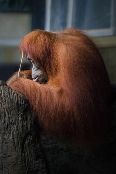 an adult oranguel sitting on top of a tree trunk