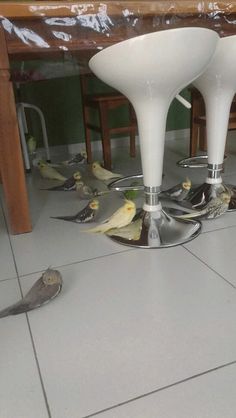 the birds are sitting on the floor under the table