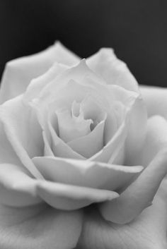 a white rose that is blooming in the middle of it's flower head