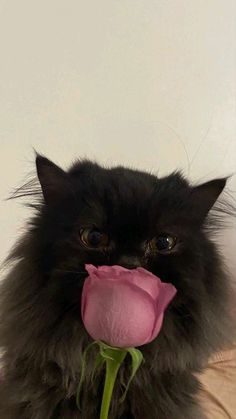 a black cat with a pink rose in its mouth