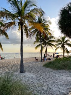 palm trees line the beach as people sit on the sand and swim in the water