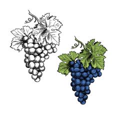 two bunches of grapes with green leaves on the top and blue ones on the bottom