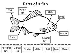 the parts of a fish worksheet for kids to learn and practice their skills