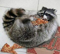 a raccoon eating a slice of pizza on the floor next to some slices of pizza