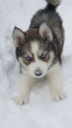 a puppy with blue eyes standing in the snow