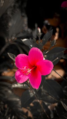 a bright pink flower with green leaves in the background