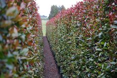 there are many bushes that have red and green leaves on them, along with a path between them