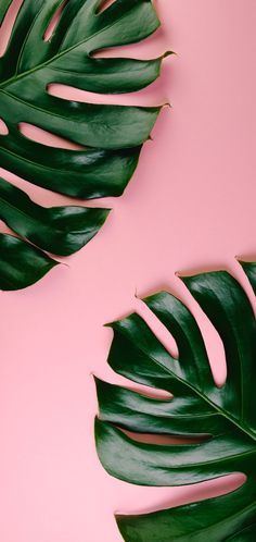 two green leaves on a pink background