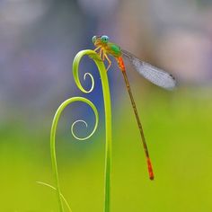 a dragonfly sitting on top of a green plant with a quote above it that reads,