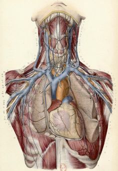 this is an image of the back of a human head and neck with blood vessels attached to it