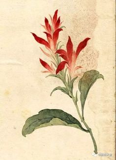 a painting of red flowers with green leaves on a white background, in an antique style