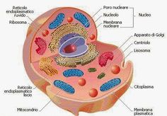 the structure of an animal's cell is shown in this diagram, with labeled parts