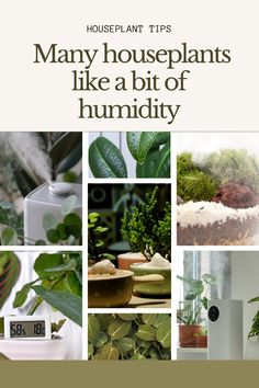 many houseplants like a bit of humidify are featured in this book