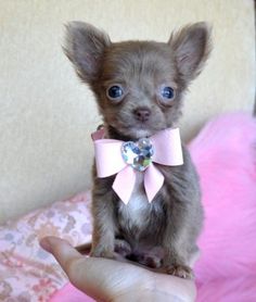 a small brown dog with a pink bow tie on it's head sitting in someones hand