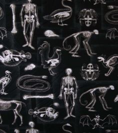 an image of skeleton drawings on a black background with white writing and images of human body parts