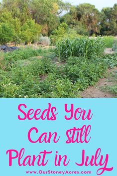 a garden with the words seeds you can still plant in july on it and an image of