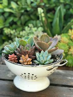 a white colander filled with succulents on top of a wooden table