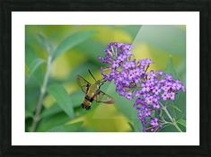 a hummingbird feeding on some purple flowers