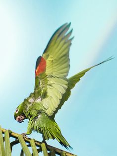 a green and red bird is flying in the air