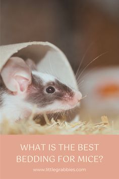 a rat in a paper bag with the words what is the best bedding for mice?