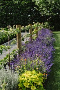 a garden with lots of purple flowers in it