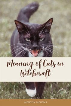 Cat Image by Moody Moons Familiars Witch Animal, Pagan Lifestyle, Goddess Spirituality, Witches Familiar, Mean Cat, Green Magic, Pagan Crafts, Cat Seat, Baby Witch