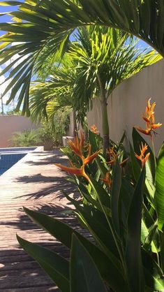 an orange flower is in the foreground and some green plants are on the other side of the pool