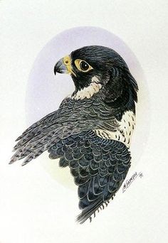 a drawing of a bird with yellow eyes and black feathers, sitting in front of a white background