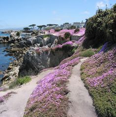 purple flowers growing on the side of a rocky cliff next to water and houses in the background