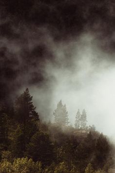 a foggy forest filled with lots of trees and mist rising from the ground in front of it