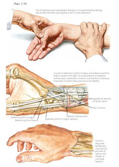 an image of the wrist and hand muscles