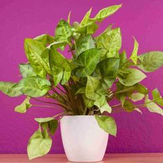 a potted plant sitting on top of a wooden table next to a purple wall