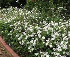 some white flowers are growing in a garden