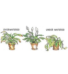 three potted plants with the words overwatered and under water written on them