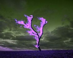 a tree that is in the middle of a field with purple flames coming out of it