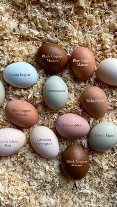 an assortment of eggs with names on them