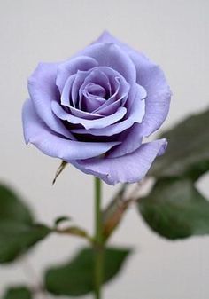 a purple rose with green leaves in front of a white wall